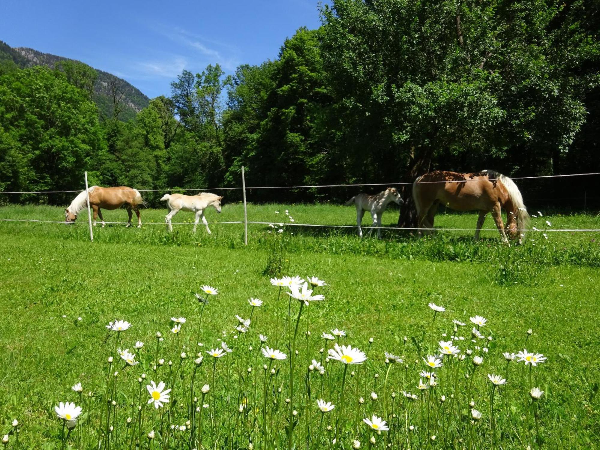 Ferienwohnungen Auhaus Bad Reichenhall Zewnętrze zdjęcie